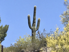 Carnegiea gigantea