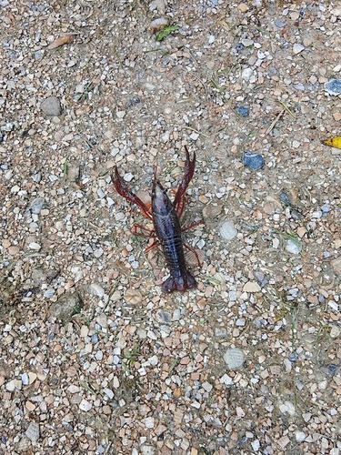 Red Swamp Crayfish