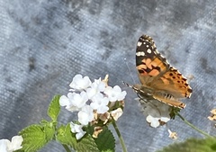 Vanessa cardui