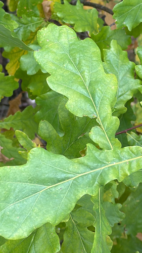 English oak