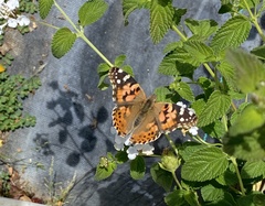 Vanessa cardui