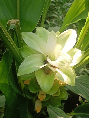 Curcuma longa observed 2026-09-18