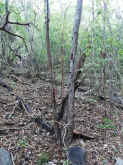 Calycophyllum candidissimum