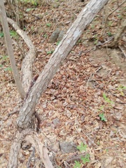 Comocladia macrophylla