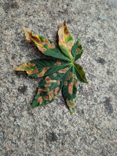Horse-chestnut Leafminer