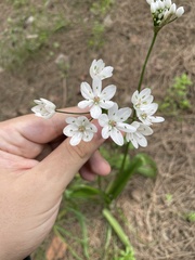 Allium neapolitanum, photograph author not stated, no rights reserved