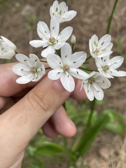 Allium neapolitanum, photograph author not stated, no rights reserved