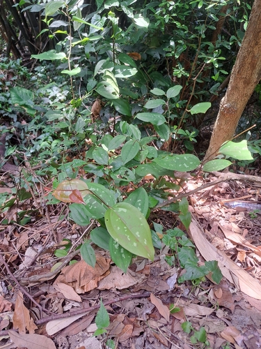 Smilax bracteata observed 2026-09-19