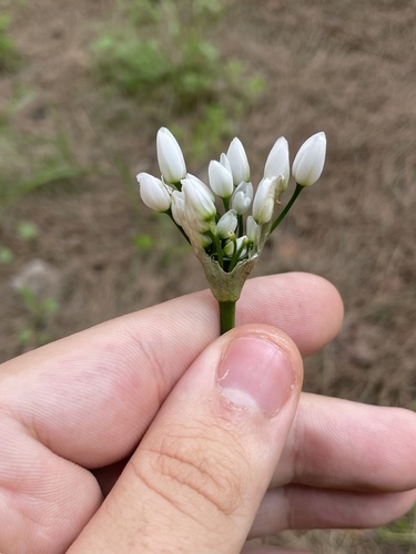 Allium neapolitanum, photograph 4