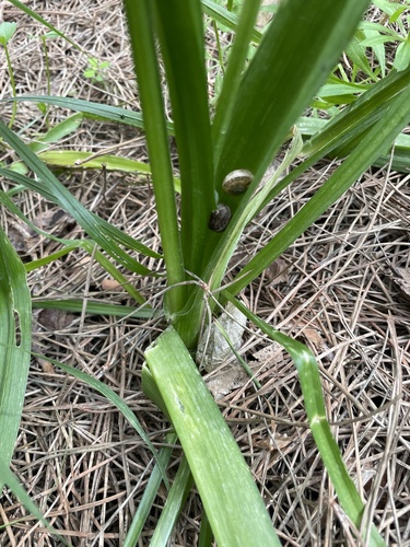 Allium neapolitanum, photograph 6