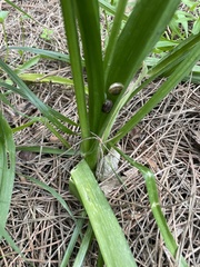 Allium neapolitanum, photograph author not stated, no rights reserved