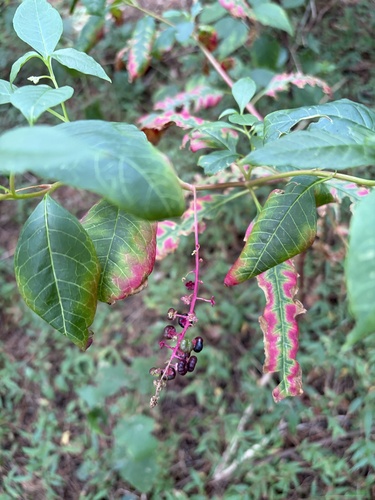 American pokeweed
