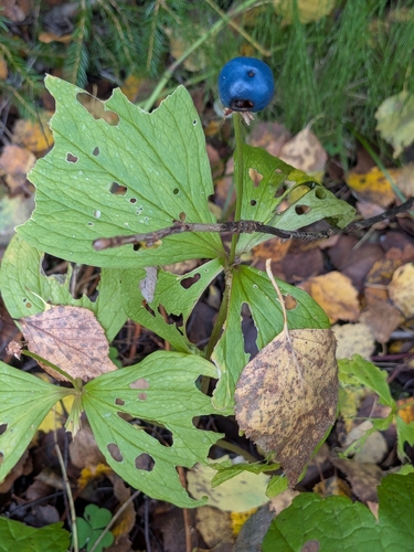 Herb Paris