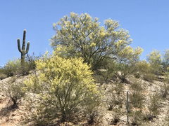 Parkinsonia microphylla