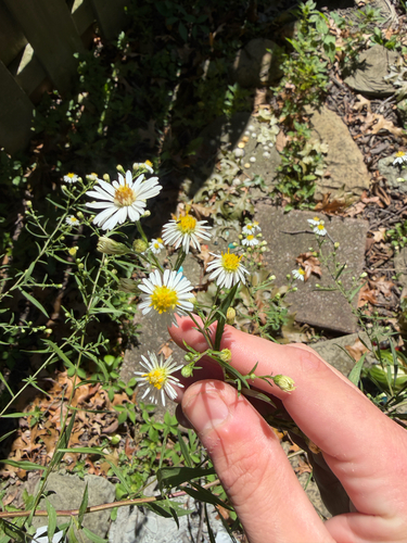 panicled aster