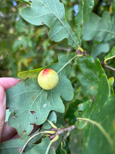 Cherry Gall Wasp