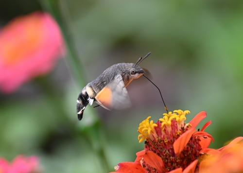 Eurasian Hummingbird Hawkmoth