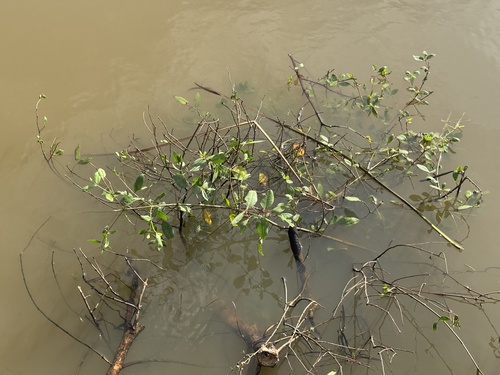 Sonneratia caseolaris observed 2026-09-19