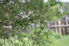 Acrocephalus dumetorum