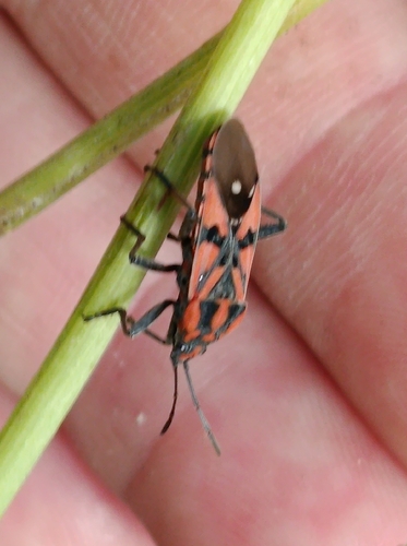 Spilostethus pandurus