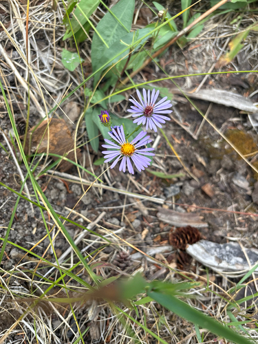 Symphyotrichum foliaceum observed 2026-09-09