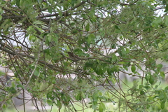 Acrocephalus dumetorum