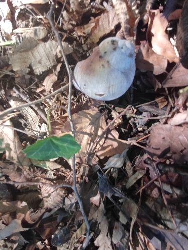 Roman Snail