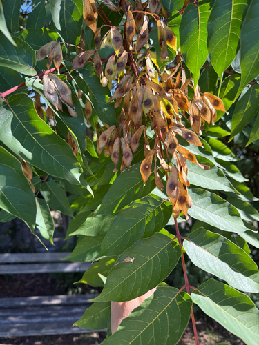 tree-of-heaven