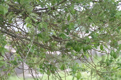 Acrocephalus dumetorum