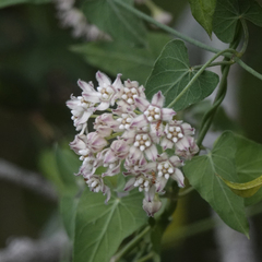 Funastrum cynanchoides