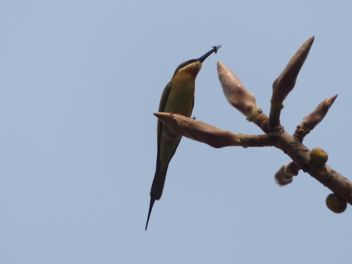 Olive Bee-eater