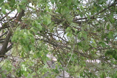 Acrocephalus dumetorum