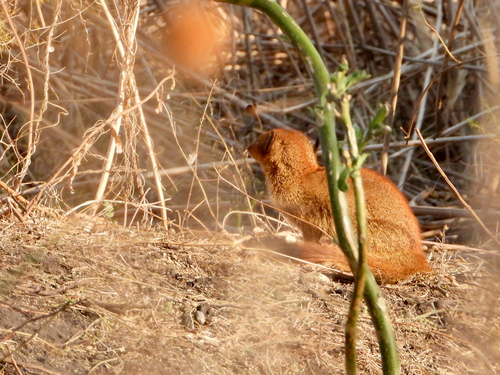Common Slender Mongoose
