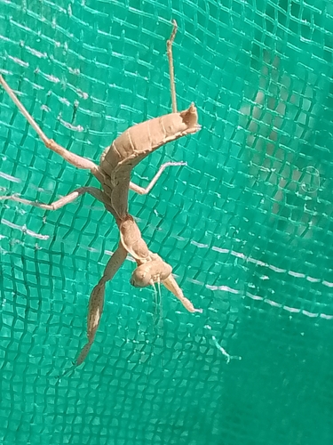 European Dwarf Mantis
