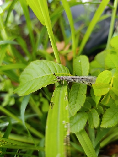 Spotted-wing antlion