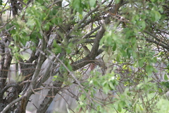 Acrocephalus dumetorum