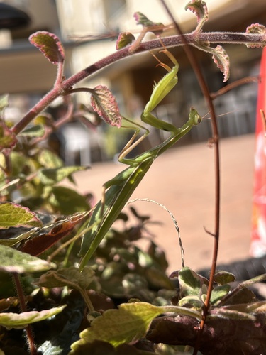 European Mantis
