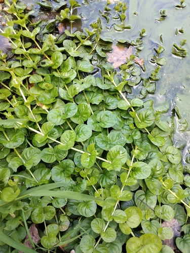 creeping Jenny