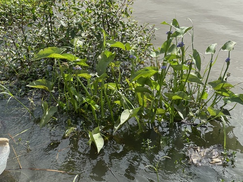 Pontederia hastata observed 2026-09-19