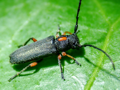 Phytoecia pustulata