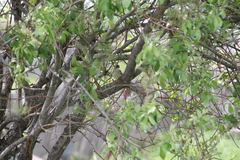 Acrocephalus dumetorum