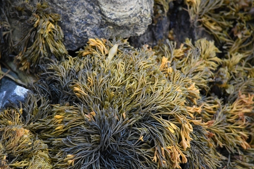 Channelled Wrack