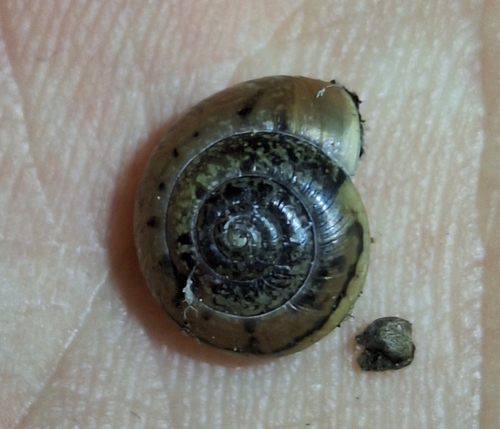 Urticicola glabellus