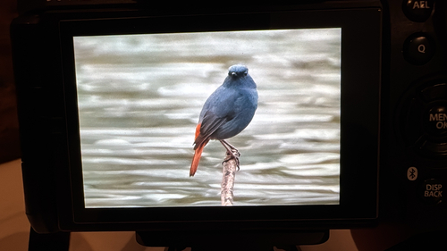 Plumbeous Water Redstart