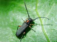 Phytoecia pustulata