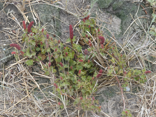 Acalypha radians