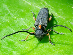 Phytoecia pustulata