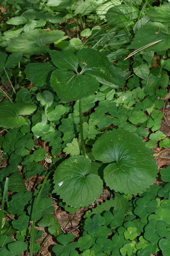 Viola uniflora, photograph 2