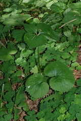 Viola uniflora, photograph (c) Oleg Kosterin, some rights reserved (CC BY)