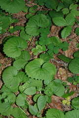 Viola uniflora, photograph (c) Oleg Kosterin, some rights reserved (CC BY)